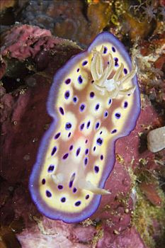 海蛤蝓,印度尼西亚,东南亚