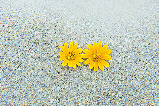 两个,花,海滩