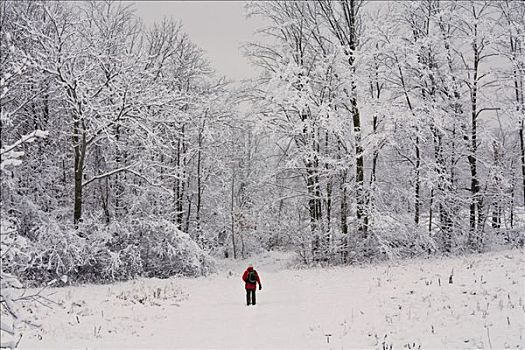 男人,远足,雪中,靠近,安大略省,加拿大