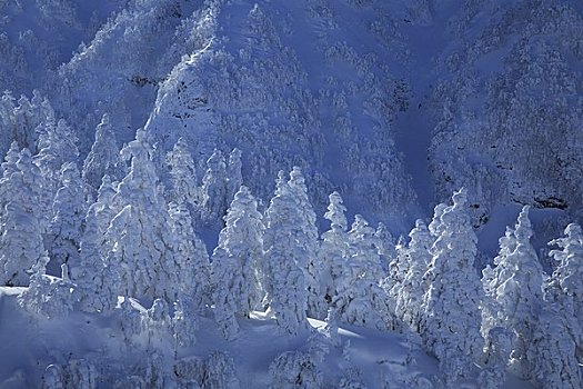 霜,云杉,山,水疗