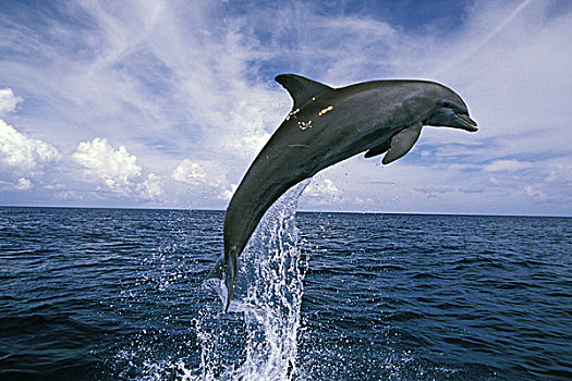 中美洲,洪都拉斯,宽吻海豚