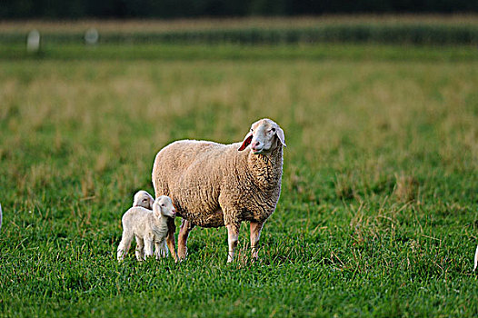 绵羊,牧场