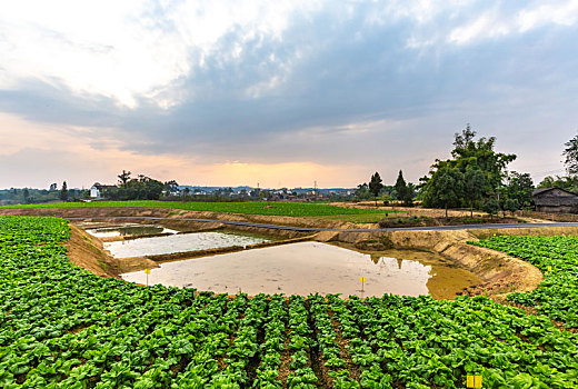 蔬菜基地