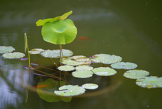 莫愁湖