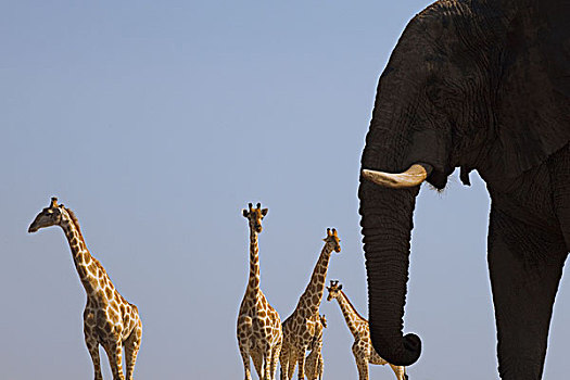 大象,非洲象,四个,长颈鹿,埃托沙国家公园,纳米比亚