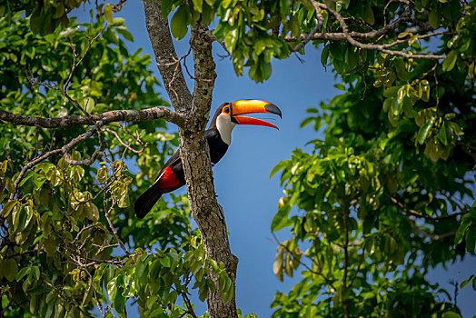 托哥巨嘴鸟,坐,树上,潘塔纳尔,南马托格罗索州,巴西,南美