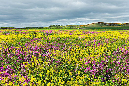 景色,盛开,油菜地,粉花,多云天气,诺森伯兰郡,英格兰,英国