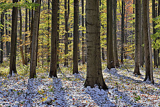 山毛榉,树林,秋天,第一,雪,海尼希,国家公园,图林根州,德国