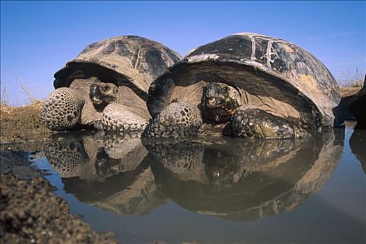 加拉帕戈斯巨龟,加拉帕戈斯象龟,打滚,暂时,下雨,季节,水池,边缘,阿尔斯多火山,伊莎贝拉岛,加拉帕戈斯群岛,厄瓜多尔