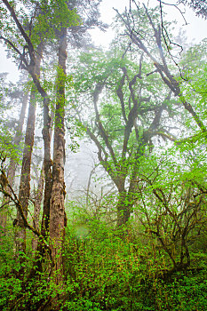 四川省甘孜州海螺沟风景区原始森林风景