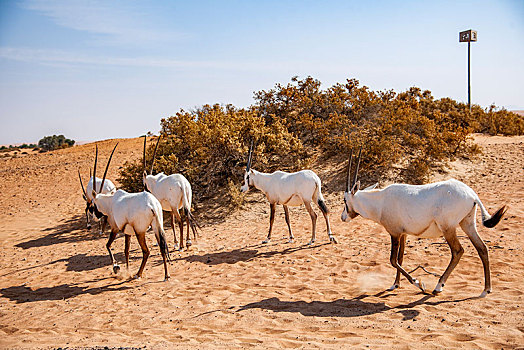 迪拜沙漠保护景区公路上行走的一群羚羊
