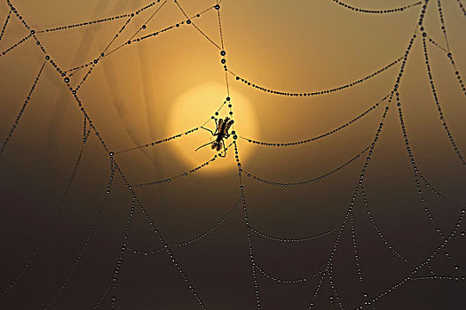 蜘蛛网,露珠,日出