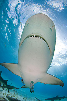 虎鲨,鼬鲨,修长,仰视,浅水,巴哈马,中美洲
