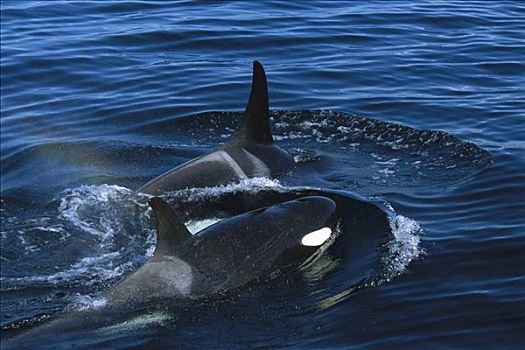 逆戟鲸,一对,平面,威廉王子湾,阿拉斯加