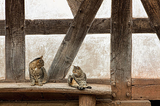 两个,猫,正面,老,房子,半木结构,墙壁,17世纪,德国,欧洲