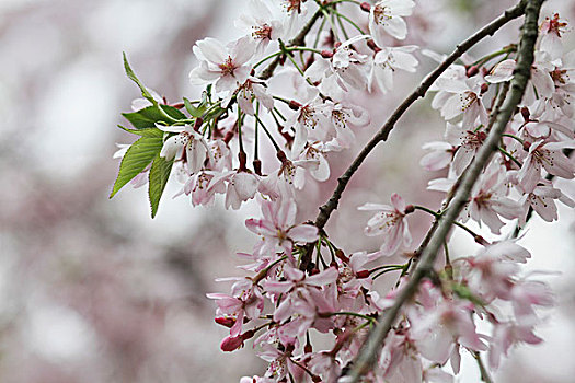 特写,樱花,盛开,户外