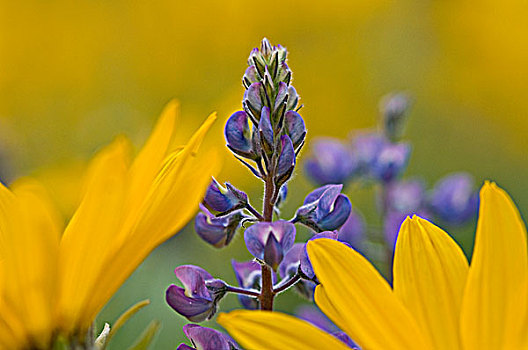黄色,根,花,紫色,羽扇豆属植物,靠近,区域,不列颠哥伦比亚省,加拿大