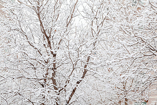 玉渊潭冬雪