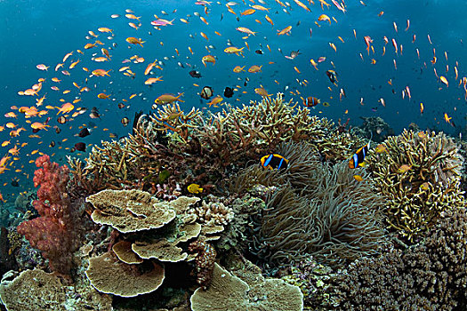 珊瑚礁,米尔恩湾,巴布亚新几内亚