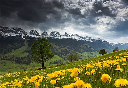 风景,山脉,瑞士,欧洲