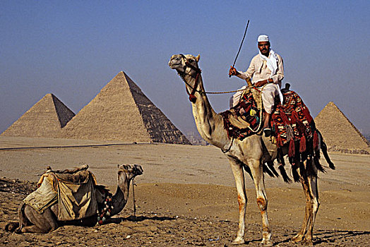 男人,骆驼,正面,吉萨金字塔