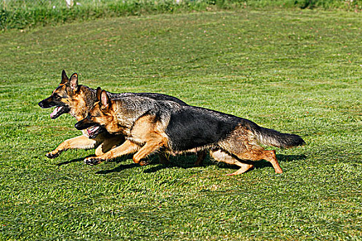 德国牧羊犬,狗,成年,跑,草坪