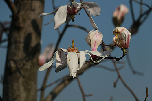 玉兰花