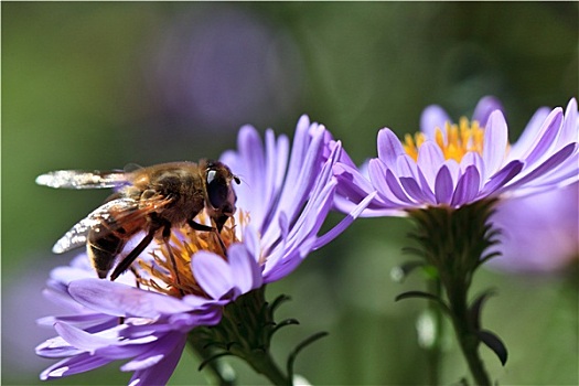 蜜蜂,紫罗兰,花