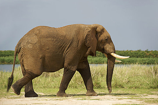 非洲象,走,树林,乌干达