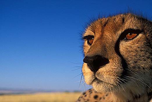 非洲,肯尼亚,马塞马拉野生动物保护区,成年,女性,印度豹,猎豹,热带草原