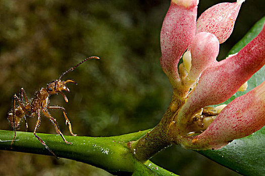 蚂蚁,保护,花,巴拿马