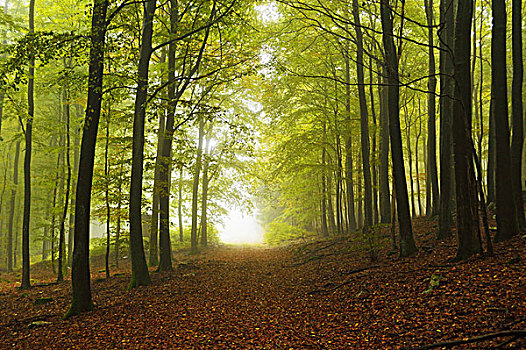 山毛榉,树林,晨雾,莱茵兰普法尔茨州,德国
