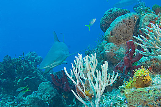 加勒比礁鲨,加勒比真鲨,北方,巴哈马