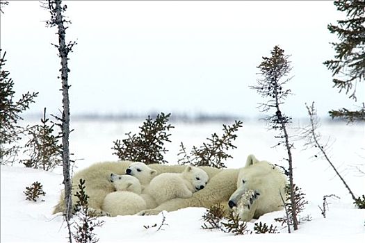 北极熊,三个,老,幼兽,休息,母兽,白云杉,脆弱,瓦普斯克国家公园,曼尼托巴,加拿大