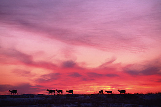 牧群,鹿,天空,红色