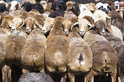 绵羊,出售,星期日,市场,喀什葛尔,新疆,区域,中国