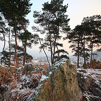 松树