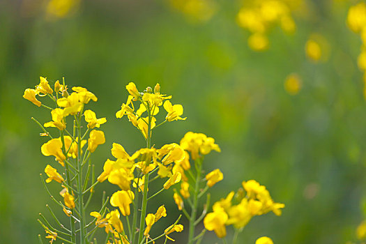 陕西长安油菜花