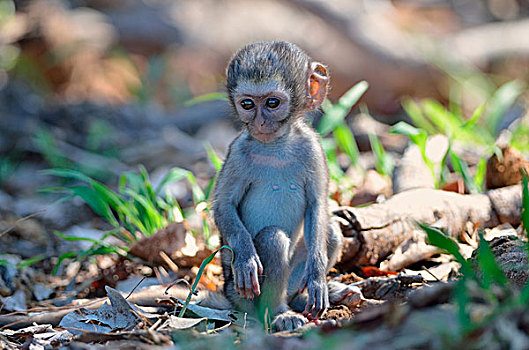 长尾黑颚猴,幼兽,雄性,坐,地面,克鲁格国家公园,南非,非洲