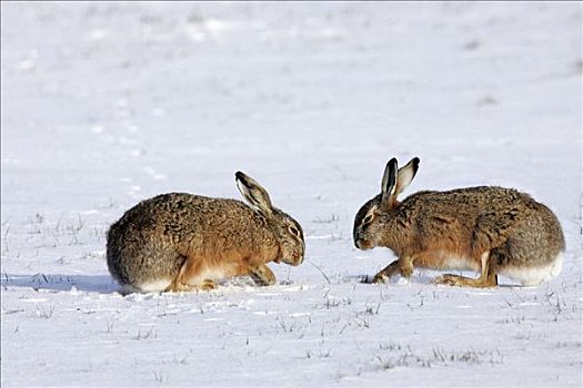 两个,挖,雪,觅食,冬天,欧洲野兔