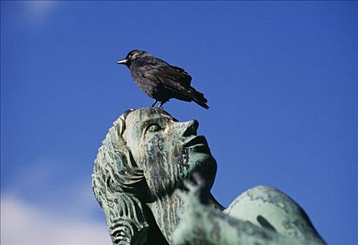 乌鸦,栖息,雕塑,仰视