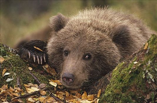 大灰熊,棕熊,幼兽,树林,秋天,卡特麦国家公园,阿拉斯加