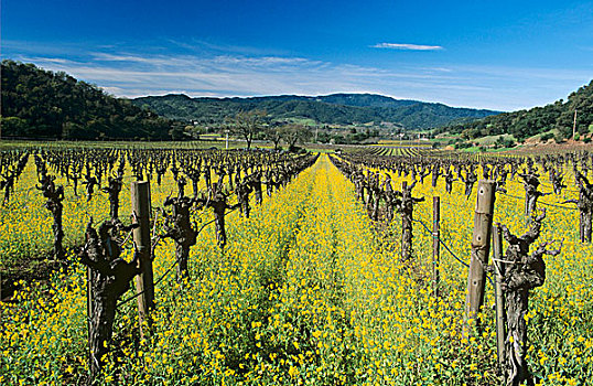 葡萄酒厂,那帕山谷,加利福尼亚,美国