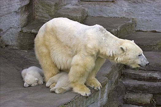 北极熊,幼兽,相似,新生,十二月,2007年,美泉宫,动物园,维也纳,奥地利,欧洲