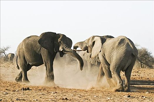 非洲,灌木,大象,热带草原,非洲象,雄性动物,争斗,埃托沙国家公园,纳米比亚