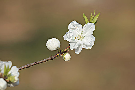 白色桃花,桃花