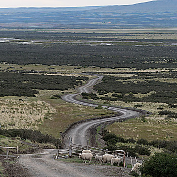 绵羊,农场,托雷德裴恩国家公园,巴塔哥尼亚,智利