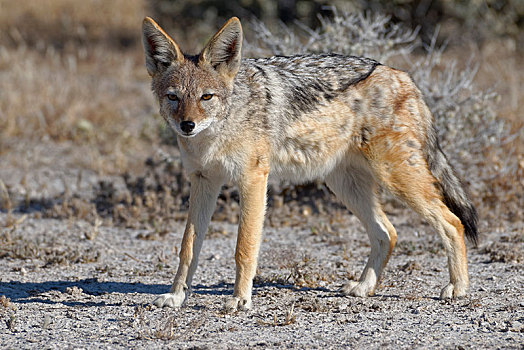黑背狐狼,黑背豺,站立,警惕,埃托沙国家公园,纳米比亚,非洲