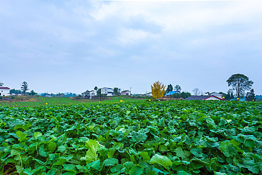 蔬菜基地