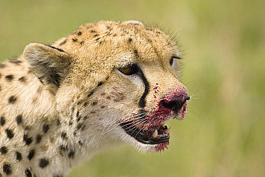 非洲猎豹,肖像,特写,血,马赛马拉,肯尼亚,东非